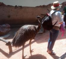 Az állatkert szemtelen emui...