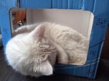 macska a dobozban